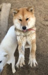 전북 군산 옥산면 옥산리에서 갈흰색 강아지 구조
