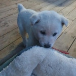 전북 군산 서흥남동 조양마트에서 흰색 강아지 구조