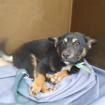 전북 군산 지곡동 은파유원지에서 검갈색 강아지 구조