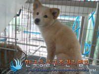서울 강서구 화곡4동에서 갈흰색 강아지 구조