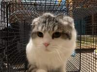 전북 전주 서신동물병원 앞에서 스코티시폴드 구조