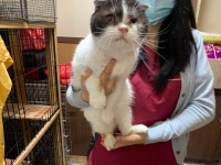 전북 전주 서신동물병원 앞에서 스코티시폴드 구조