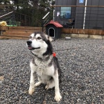 군산 오식도동에서 허스키 어미와 새끼 5마리 발견 구조