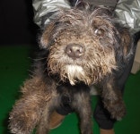 대구 북구 산격동 탑골프 앞에서 까만색 강아지 구조