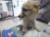 대구 달성 천내13리 놀이터에서 황색 강아지 구조