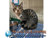 경기 연천 전곡119안전센터 인근에서 박스 유기 갈흰색 고양이 구조