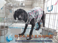 경기 양주 백석읍 부흥로에서 하트무늬옷 푸들 구조