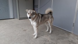 경북 경산 진량에서 그레이울프색 강아지 구조