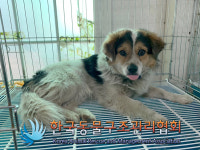 경기 김포 통진읍 서암리에서 갈검흰색 강아지 구조