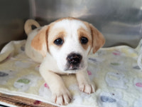 경기 광주 도척면 도척로에서 포인터 꼬물이 구조