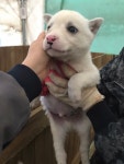 전북 군산 보덕리 남초산제 저수지에서 흰색 강아지 구조