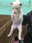 전북 군산 보덕리 남초산제 저수지에서 흰색 강아지 구조