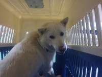 충남 아산 둔포면 신항리에서 흰색 강아지 구조