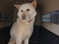 충남 아산 둔포면 윤보선로에서 흰색 강아지 구조