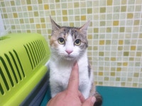 주유소 세차장 앞에 이동장째 버려진 고양이