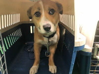 부산 기장 장안읍 장안리에서 갈흰색 강아지 구조