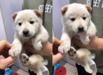 충북 청주 태성1리에서 흰갈 진돗개 구조