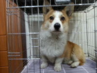 전북 전주 동산동 우신아파트에서 웰시코기 구조