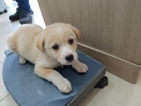 전북 전주 서신동 이마트 주변 하천가에서 연갈색 강아지 구조