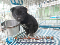 서울 노원구 당고개역 5번 출구 인근에서 검흰색 강아지 구조