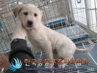 서울 노원구 구청 인근에서 갈색 강아지 구조