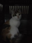 충남 홍성 홍동면 광금남로에서 삼색 고양이 구조