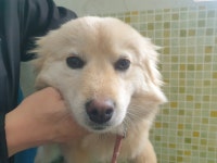 충남 아산 장존 청솔아파트에서 분홍목줄 강아지 구조