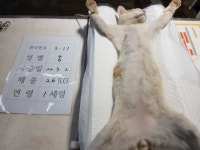경기 양평 단월소정안길18에서 검회색 강아지 구조