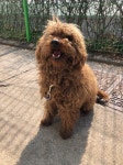 경기 양평 송학2리 마을회관에서 푸들 구조