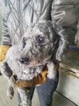 경기 평택 지산로에서 푸들 구조