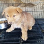 경북 청도 매전면 청려로에서 갈색 강아지 구조