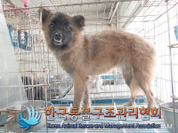 서울 송파구 성내천로에서 갈검색 강아지 구조