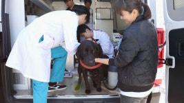 건국대 동물병원, 헌혈프로그램 운영..헌혈영웅 36견공을 모십니다