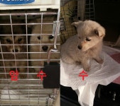 부산 강서 봉림동에서 갈색 강아지 구조