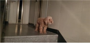 대전 유성구 도룡동에서 푸들 구조