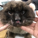 경기 부천 벌말로에서 샴 고양이 구조