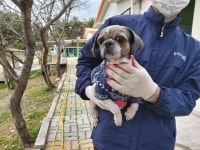 경북 포항 북구 GS25 양덕대림점에서 시츄 구조