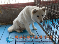 경기 포천 영중면 전영로에서 흰색 강아지 구조