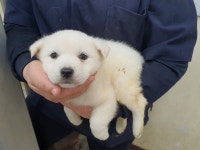 광주 북구 본촌동에서 흰색 강아지 구조