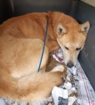 충북 영동 용산면 산이3길에서 황갈색 강아지 구조