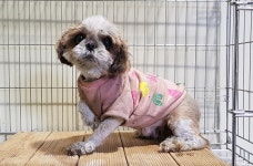 경북 구미  봉곡동 야은로9길에서 공터 배회 시츄 구조