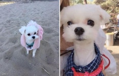 발에 테이프 붙자 아련 눈빛 보내는 강아지..보고만 있을 거개?!