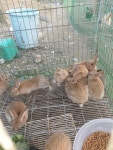 경북 경주 옥산서원 독락당에서 토끼 40여 마리 구조