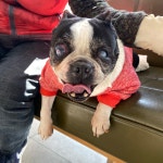 경북 경주 강동면 모서1리 도랑에서 프렌치 불독 구조