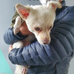 전북 군산 나운삼성아파트 부근에서 스피츠 구조