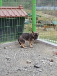 충남 당진 남부로에서 갈검색 강아지 구조