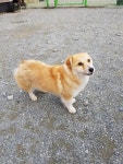 충남 당진 송산면 안신빌라 주차장에서 흰노랑색 강아지 구조