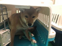 부산 금정 서동 라이프타운 부근에서 시바 구조