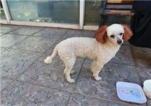 대전 서구 괴정동에서 푸들 구조