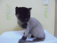 경기 군포 공단로140번길에서 러시안 블루 구조